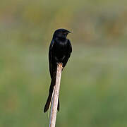 Black Drongo