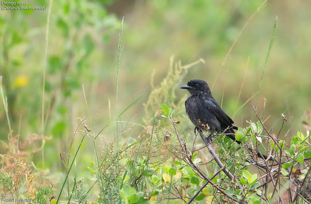 Black Drongo