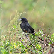 Black Drongo