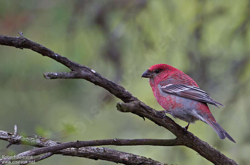 Pine Grosbeak male adult, pigmentation