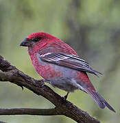 Pine Grosbeak