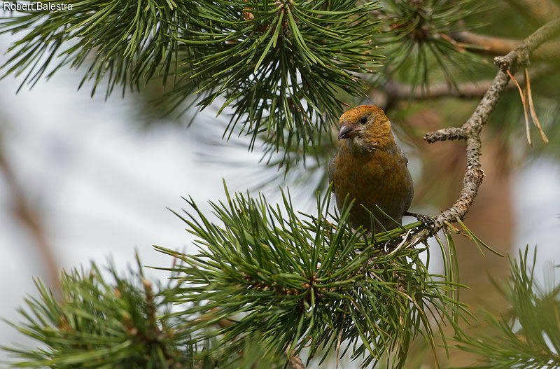 Pine Grosbeak female