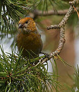 Pine Grosbeak