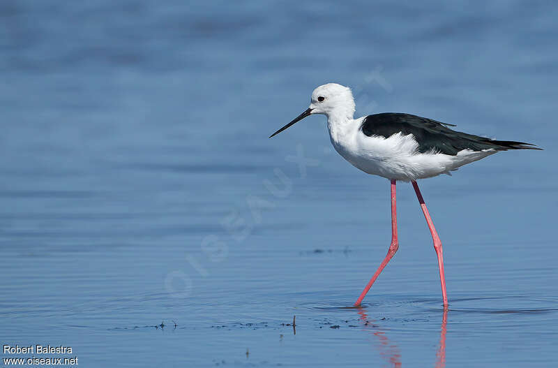 Black-winged Stilt male adult breeding, identification