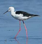 Black-winged Stilt