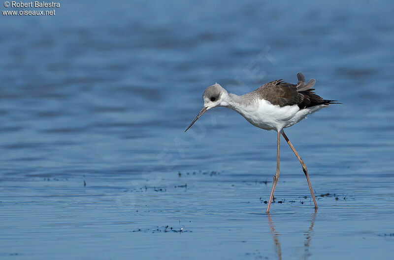 Black-winged Stilt