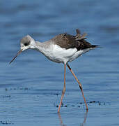 Black-winged Stilt