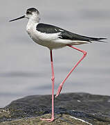 Black-winged Stilt