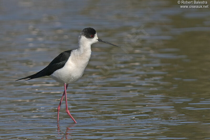 Black-winged Stilt