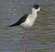 Black-winged Stilt