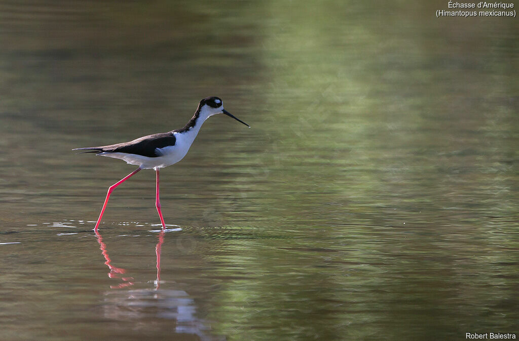 Black-necked Stilt