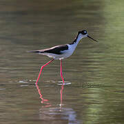 Black-necked Stilt