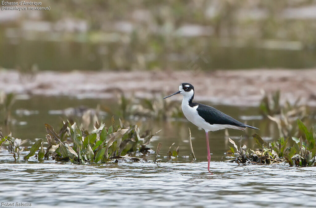 Black-necked Stilt