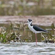 Black-necked Stilt