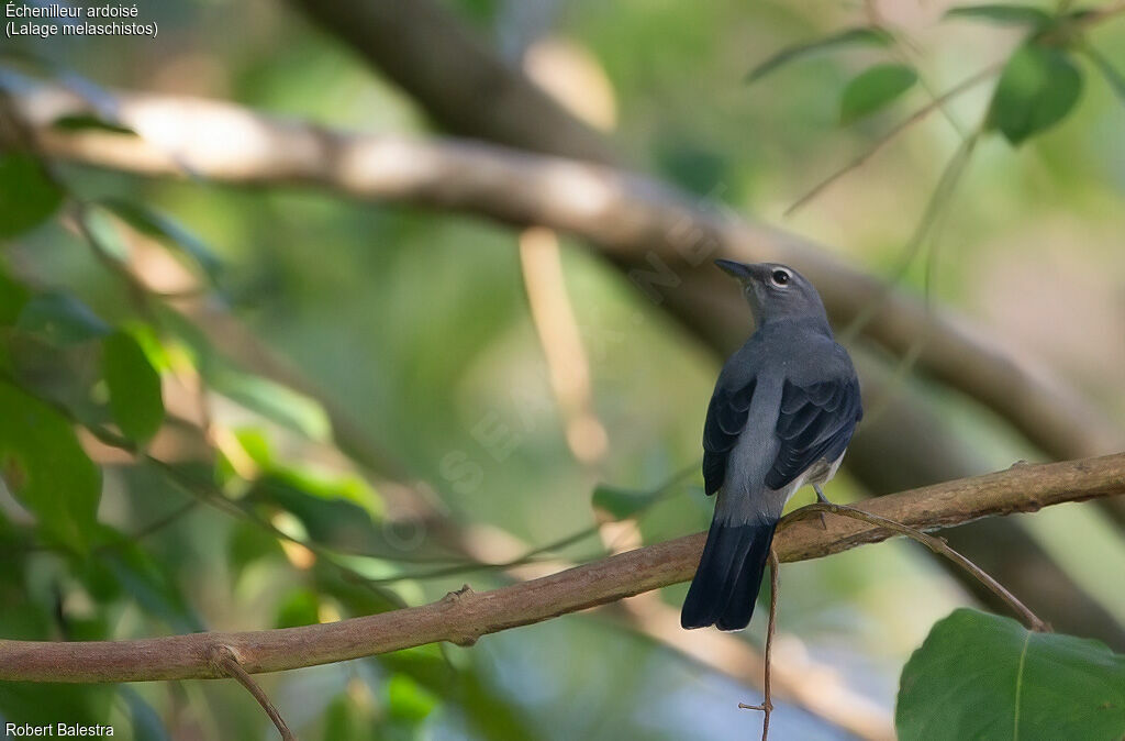 Black-winged Cuckooshrike