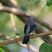 Black-winged Cuckooshrike