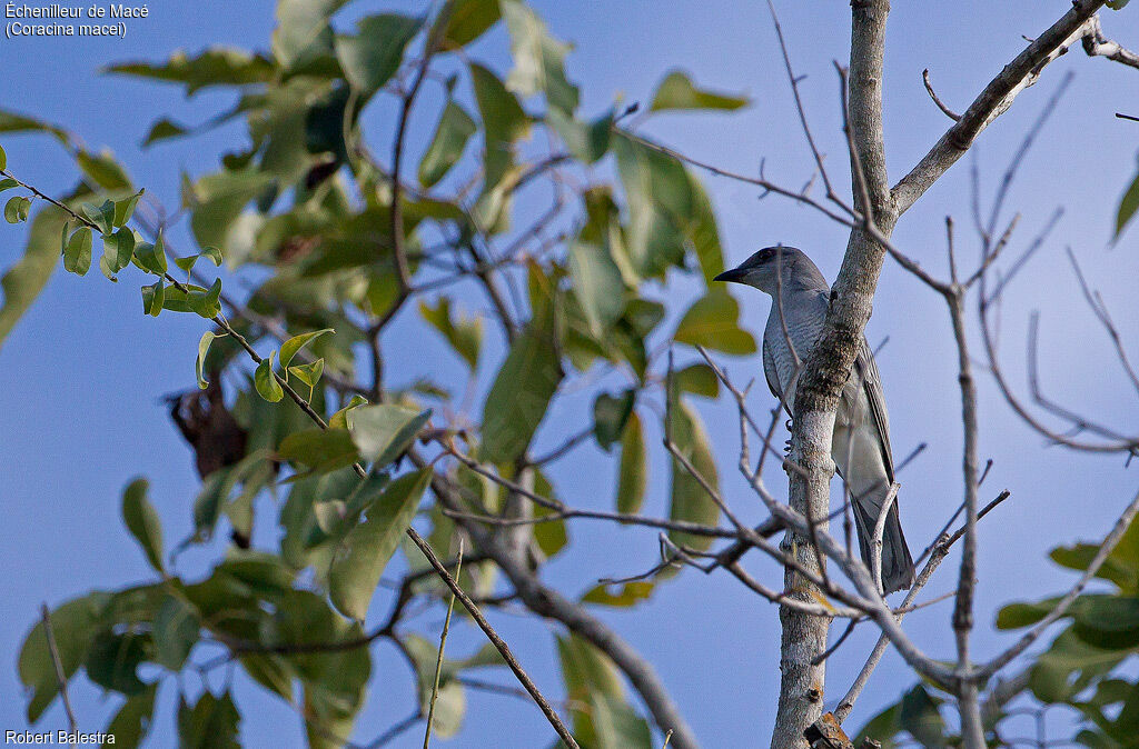 Large Cuckooshrike