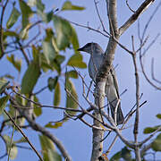 Large Cuckooshrike