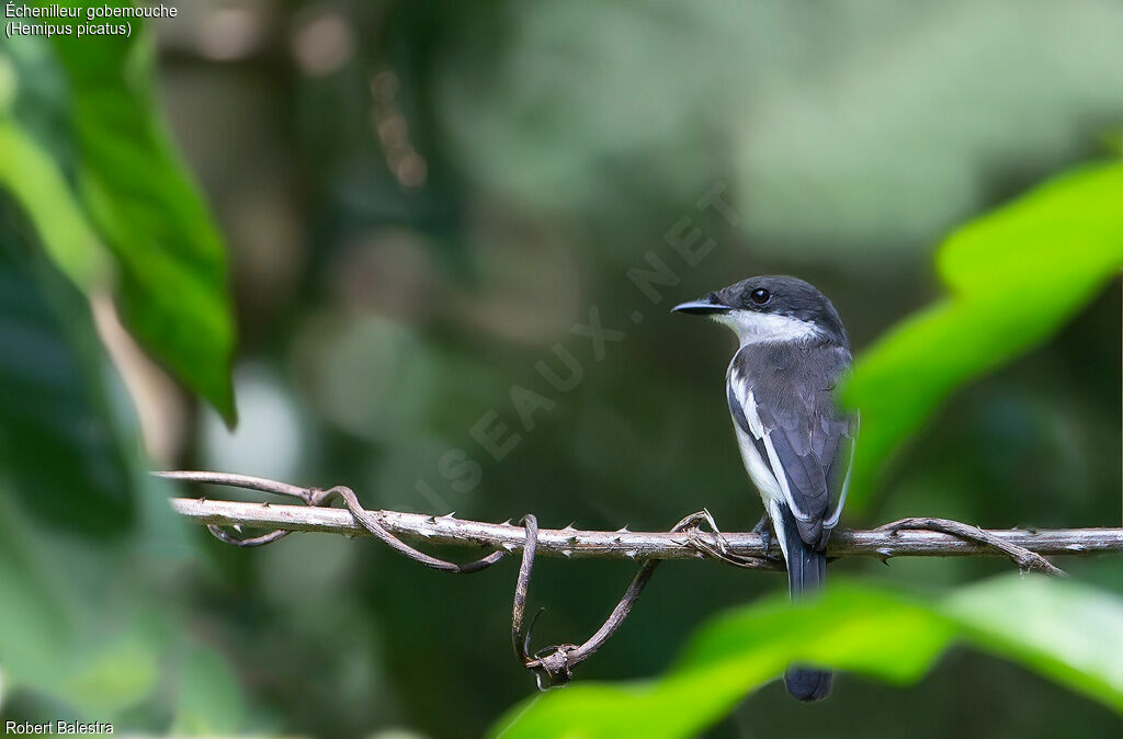 Bar-winged Flycatcher-shrike