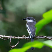 Bar-winged Flycatcher-shrike