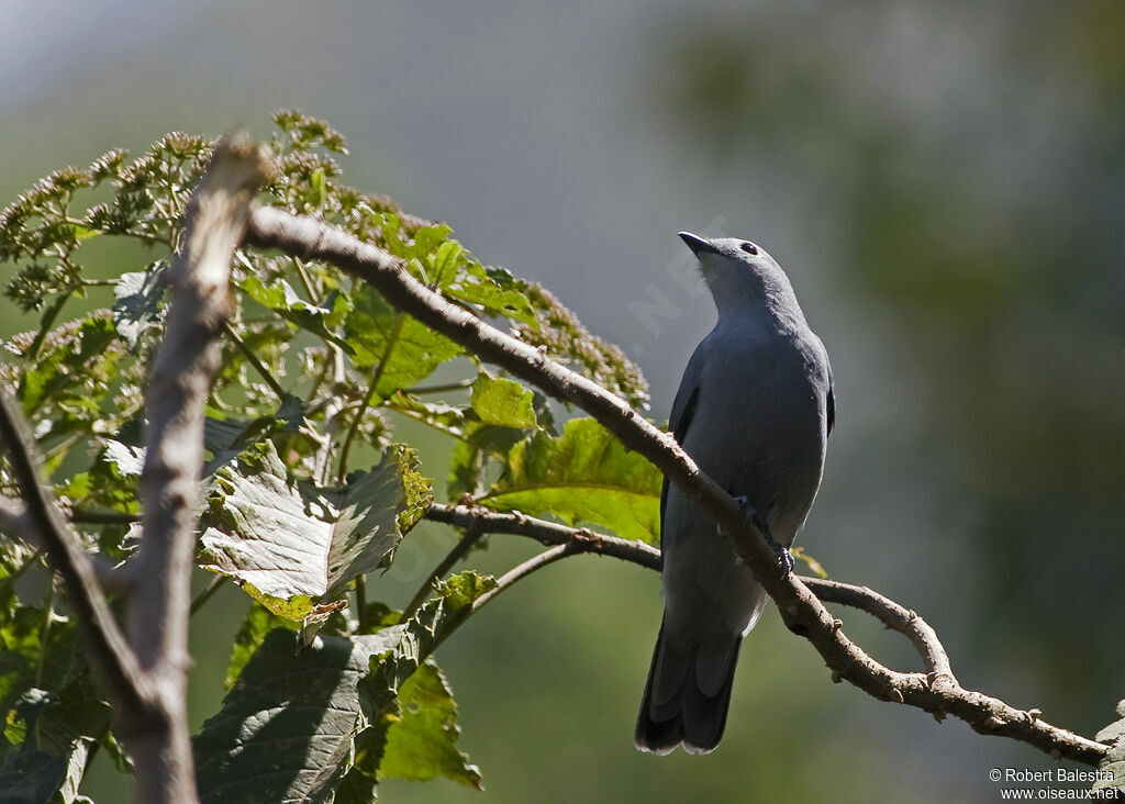 Échenilleur gris femelle