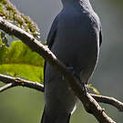 Échenilleur gris