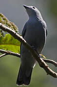 Grey Cuckooshrike