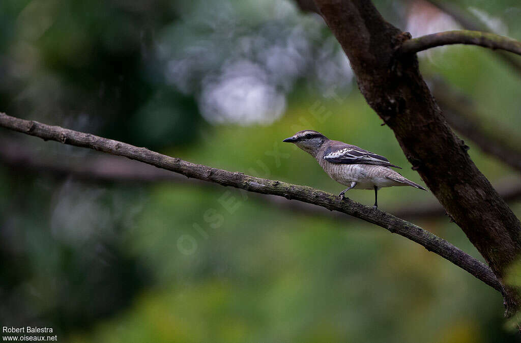 Pied Triller female adult