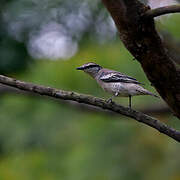 Pied Triller