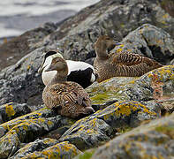 Common Eider