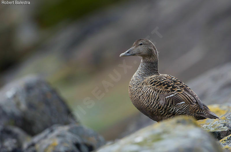 Common Eider female