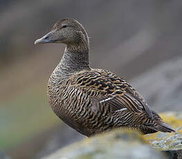 Eider à duvet