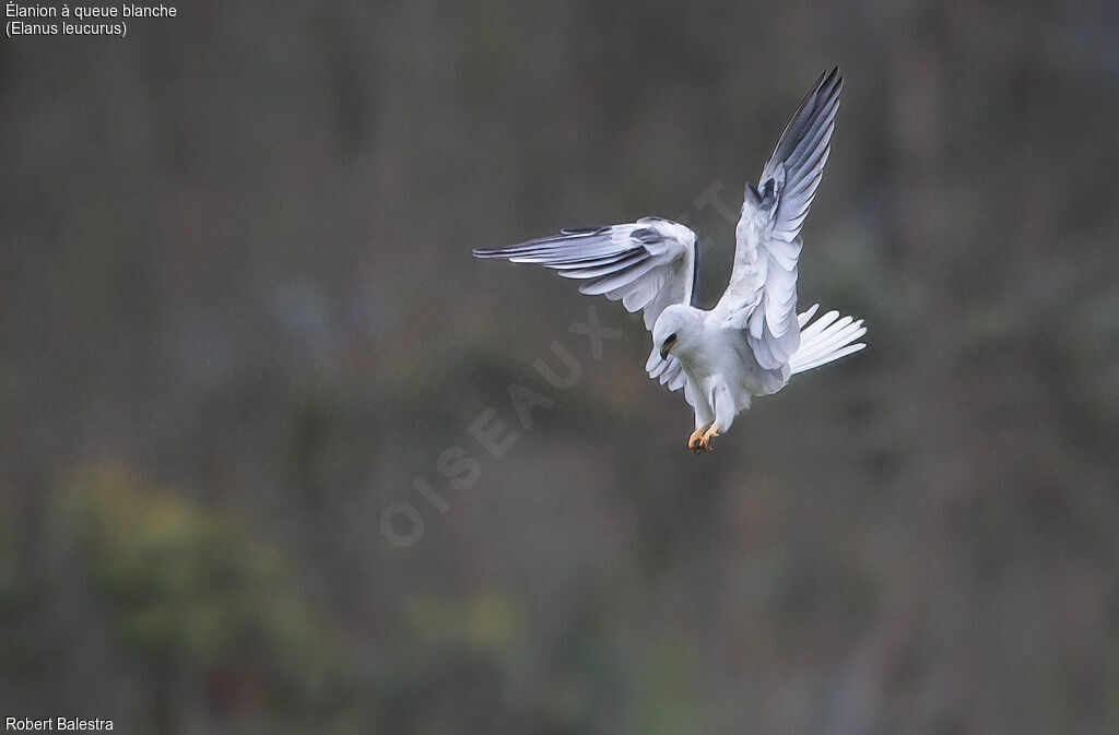 White-tailed Kite