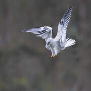 White-tailed Kite