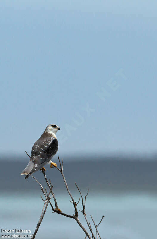 Black-winged KiteFirst year, identification