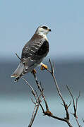 Black-winged Kite