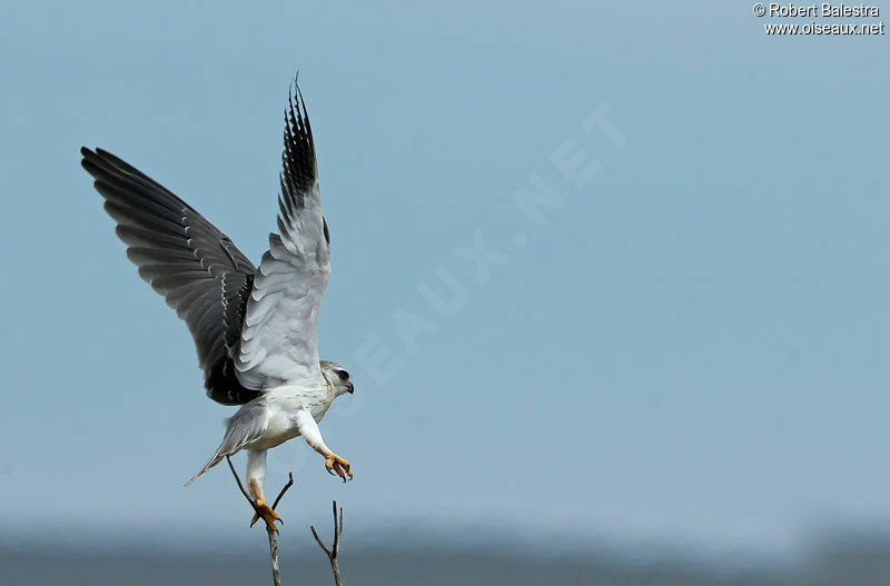 Black-winged Kite