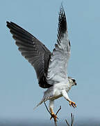 Black-winged Kite