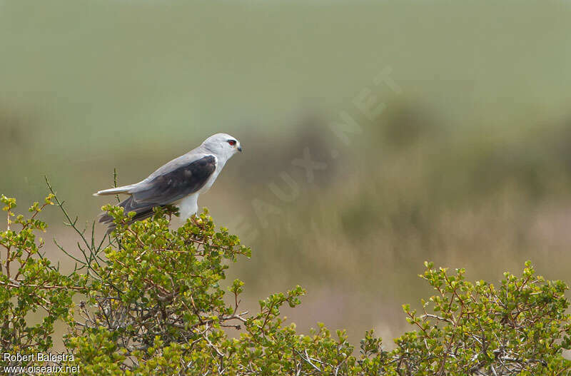 Élanion blancadulte, habitat, pigmentation, Comportement