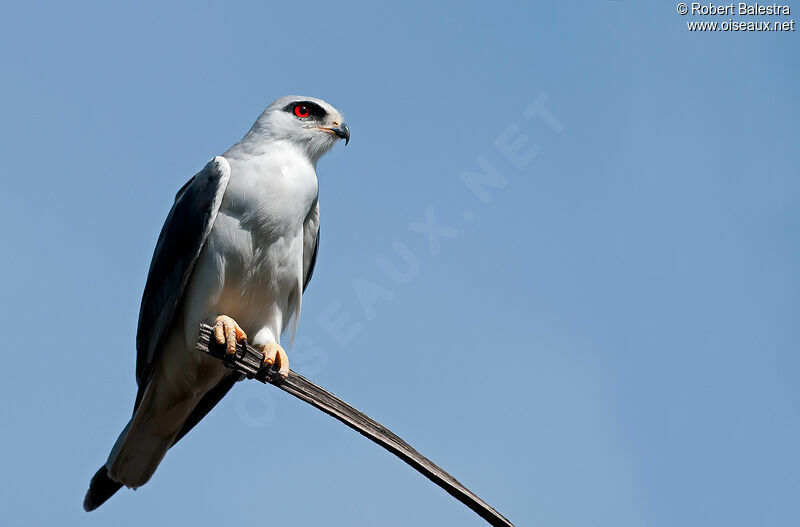 Black-winged Kite