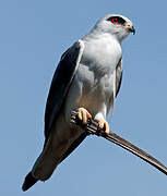 Black-winged Kite