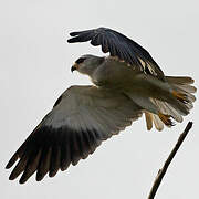 Black-winged Kite