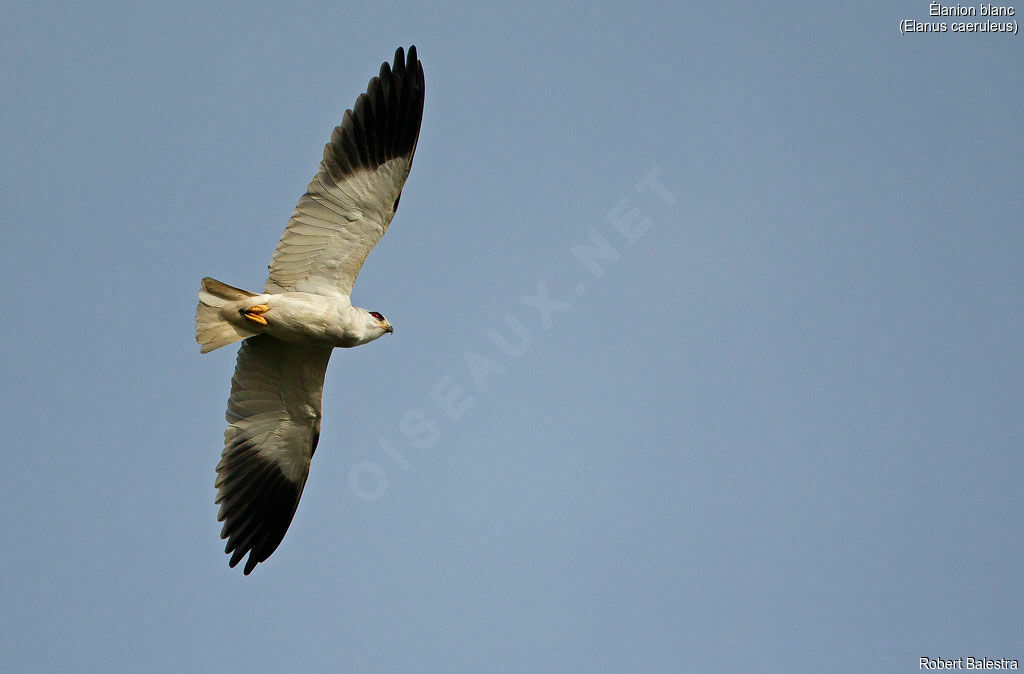 Black-winged Kite