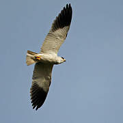 Black-winged Kite