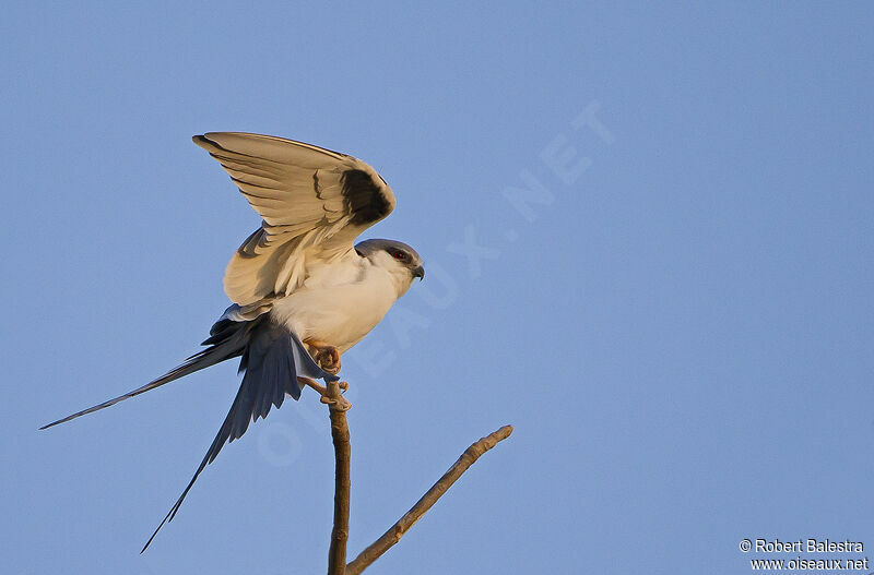 Scissor-tailed Kiteadult