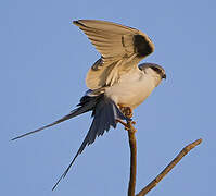 Scissor-tailed Kite