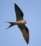 Scissor-tailed Kite