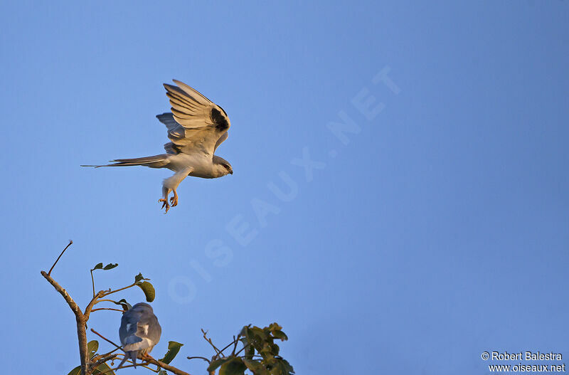 Scissor-tailed Kite