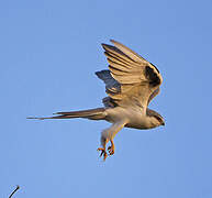 Scissor-tailed Kite