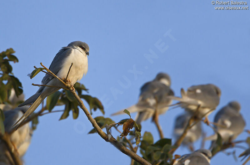 Scissor-tailed Kite